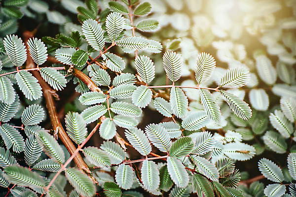 포토 JPG 해외이미지 디자인 백그라운드 잎 꽃무늬 자연 아침 추상 사람없음 야외 장식 가로 초록색 빛 컬러풀 햇빛 태양 환경 봄 들꽃 신선 소프트포커스 심플 엘리먼트 카피스페이스 해외포토 주간 자연요소 식물 계절 꽃 컬러 무늬 촬영기법 공백 생태계 파일형식 이미지허브