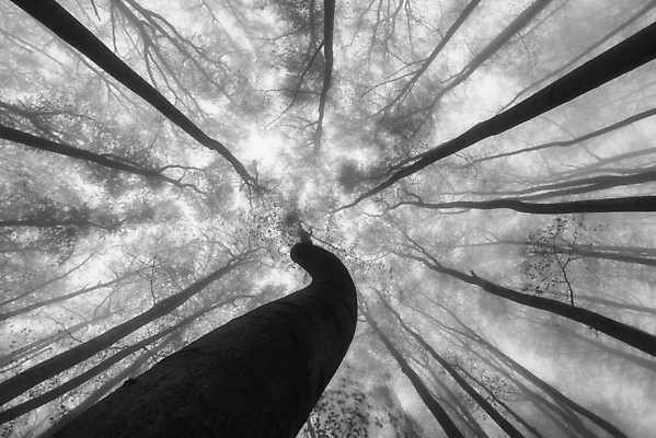 포토 JPG 해외이미지 나무 식물 계절 공원 실루엣 백그라운드 잎 자연 하늘 날씨 왕관 흑백 풍경 사람없음 야외 목재 가로 환경 봄 추위 안개 성장 나뭇가지 시골 그룹 정상 숲 큼 장면 나무껍질 내추럴 뿌연 해외포토 공공시설 재료 촬영기법 껍질 크기 생태계 파일형식 이미지허브