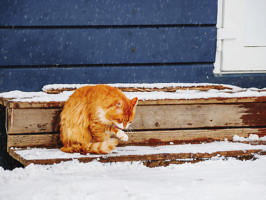 포토 JPG 해외이미지 동물 벽 겨울 포유류 바람 날씨 거리 주택 털 앉기 사람없음 야외 건물 목재 반려동물 고양이 추위 핥기 모피 솜털 생강 눈내림 그루밍 해외포토 자연요소 나무 건축물 계절 채소 재료 모션 눈 파일형식 이미지허브