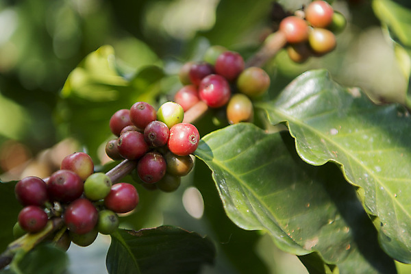 포토 JPG 해외이미지 태국 근접촬영 사람없음 커피농장 커피열매 해외포토 열매 아시아 뷰포인트 농장 파일형식 이미지허브