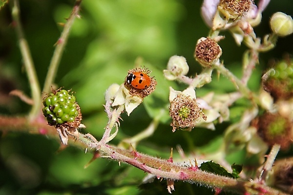 포토 JPG 해외이미지 식물 꽃 잎 자연 사람없음 해외포토 생태계 파일형식 이미지허브