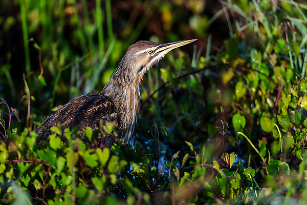 포토 JPG 해외이미지 동물 북아메리카 조류 사람없음 미국 플로리다 해외포토 아메리카 파일형식 이미지허브