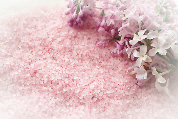 포토 JPG 해외이미지 분홍색 실내 사람없음 라일락 해외포토 꽃 컬러 내부 파일형식 이미지허브