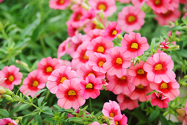 포토 JPG 해외이미지 식물 계절 꽃잎 꽃 분홍색 백그라운드 잎 꽃무늬 밭 자연 매달리기 사람없음 야외 초록색 컬러풀 환경 정원 보라색 봄 성장 벚꽃 흰색 신선 개화 냄비 원예 자연백그라운드 내추럴 생태학 피튜니아 해외포토 교육 컬러 무늬 농업 모션 취미 솥 생태계 파일형식 이미지허브