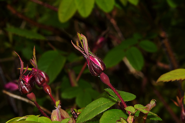 포토 JPG 해외이미지 나무 식물 꽃 잎 자연 씨앗 사람없음 나뭇가지 개화 관목 그리너리 해외포토 생태계 파일형식 트랜드컬러 이미지허브