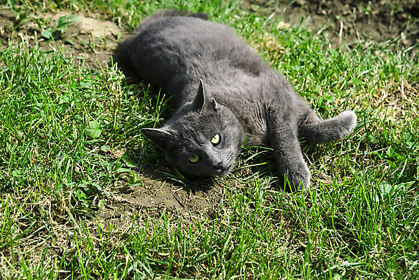 포토 JPG 해외이미지 동물 1 응시 공원 포유류 자연 영국 수염 주택 털 사람없음 야외 초록색 파란색 반려동물 햇빛 귀여움 고양이 회색 달콤 작음 모피 귀 내추럴 러시아인 해외포토 서양인 시선 공공시설 유럽 컬러 컨셉 건물 신체부위 태양 맛 크기 생태계 파일형식 이미지허브