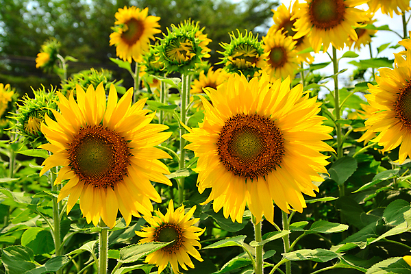 포토 JPG 해외이미지 식물 꽃잎 꽃 아시아 지구 여행 백그라운드 잎 꽃무늬 밭 농업 오렌지 태국 자연 하늘 휴가 휴식 해바라기 풍경 사람없음 초록색 여름 파란색 컬러풀 햇빛 태양 노란색 정원 맑음 활발 성장 벚꽃 시골 원형 개화 유기농 내추럴 밭일 해외포토 자연요소 도형 웰빙 계절 나라 산업 컬러 컨셉 무늬 과일 날씨 생태계 파일형식 이미지허브
