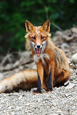 포토 JPG 해외이미지 동물 1 응시 얼굴 야생동물 오렌지 포유류 자연 털 사람없음 야외 빨간색 머리 환경 개 엿보기 사냥 러시아 여우 육식동물 서식지 동쪽 내추럴 동물상 해외포토 시선 유럽 컬러 과일 모션 신체부위 조형물 방향 생태계 파일형식 이미지허브