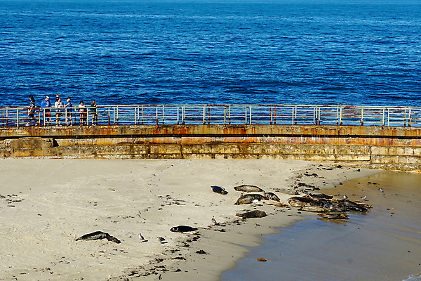 포토 JPG 해외이미지 동물 여자 야생동물 모래 파도 바다 여행 포유류 자연 휴가 휴식 주택 사람 사람없음 물 파란색 항구 회색 도시 만 사자 물개 캘리포니아 서식지 인기 해외포토 자연요소 컬러 컨셉 교통시설 건물 미국 바다동물 생태계 파일형식 이미지허브