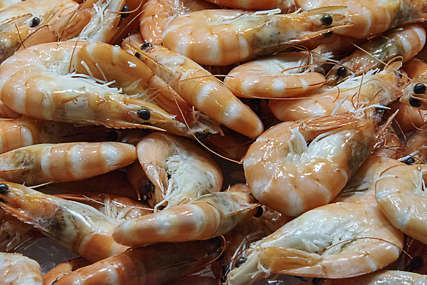 포토 JPG 해외이미지 동물 접시 음식 바다 백그라운드 다이어트 오렌지 재료 자연 조개 새우 건강 갑각류 어류 요리 사람없음 빨간색 머리 식당 식사 껍질 흰색 신선 호랑이 우아함 맛 정상 큼 왕 먹기 해산물 준비 흙더미 내추럴 점심식사 단백질 삶기 식품점 해외포토 식기 컬러 컨셉 과일 포유류 모션 어패류 신체부위 상점 수중동물 흙 크기 생태계 영양소 파일형식 더미 이미지허브