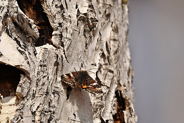 포토 JPG 해외이미지 동물 나비 곤충 자연 사람없음 딱정벌레 생물학 해외포토 교육 생태계 파일형식 이미지허브