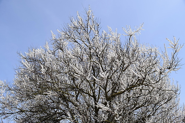 포토 JPG 해외이미지 나무 식물 계절 꽃잎 꽃 분홍색 잎 꽃무늬 벽지 하늘 미술 사람없음 야외 물 파란색 환경 정원 맑음 침묵 봄 벚꽃 흰색 나뭇가지 신선 개화 닫기 사과 수분 과수원 순수 아로마 복숭아 꽃가루 내추럴 꽃수술 살구 해외포토 자연요소 컬러 컨셉 무늬 농업 과일 모션 날씨 문화예술 소리 가루 파일형식 이미지허브