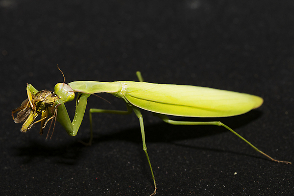 포토 JPG 해외이미지 동물 곤충 날개 자연 사람없음 사냥 육식동물 메뚜기 해외포토 생태계 파일형식 이미지허브