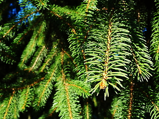 포토 JPG 해외이미지 나무 식물 잎 자연 사람없음 야외 초록색 소나무 닫기 상록수 침엽수 해외포토 컬러 모션 생태계 파일형식 이미지허브