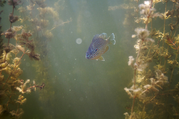 포토 JPG 해외이미지 동물 호수 야생동물 자연 낚시 어류 사람없음 물 강 환경 수중 미국 북쪽 민물 해외포토 자연요소 북아메리카 레저 수중동물 방향 생태계 파일형식 이미지허브