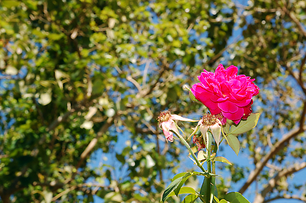 포토 JPG 해외이미지 식물 꽃 잎 자연 사람없음 해외포토 생태계 파일형식 이미지허브