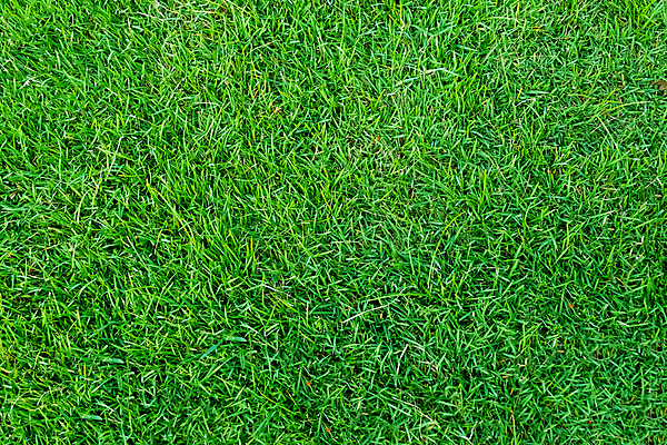 포토 JPG 해외이미지 식물 스포츠 백그라운드 잎 패턴 밭 골프 자연 벽지 놀이 풍경 잔디 사람없음 야외 장식 초록색 환경 정원 축구 경기장 봄 성장 게임 신선 땅 허브 에코 질감 내추럴 땅바닥 생태학 그리너리 해외포토 계절 교육 컬러 무늬 농업 스포츠시설 바닥 구기 생태계 파일형식 트랜드컬러 이미지허브