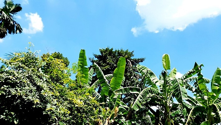 포토 JPG 해외이미지 나무 식물 잎 자연 하늘 휴식 바나나 손바닥 풍경 사람없음 가로 초록색 여름 햇빛 농장 맑음 활발 젖음 사막 수확 성장 중앙 숲 큼 순수 생태계 에콰도르 동쪽 스카이라인 내추럴 강렬 밭일 이국적 파라다이스 해외포토 손 계절 컬러 컨셉 농업 과일 날씨 태양 남아메리카 크기 방향 파일형식 이미지허브