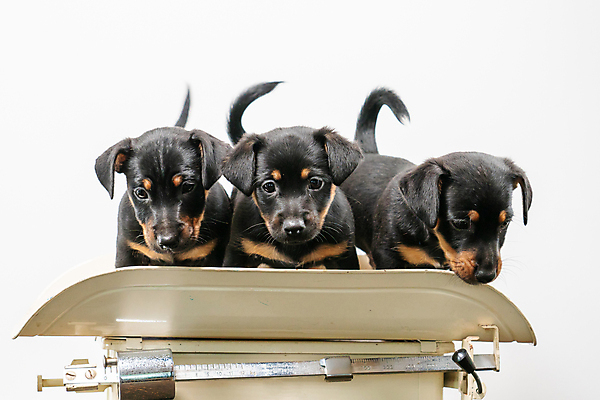 포토 JPG 해외이미지 스튜디오촬영 동물 응시 새끼 백그라운드 생물 털 함께함 실내 3 앉기 사람없음 반려동물 갈색 귀여움 검은색 우정 수확 흰색 개 강아지 선탠 작음 눈금 경보 고립 기르기 해외포토 시선 컬러 컨셉 농업 포유류 모션 내부 친구 크기 돌봄 파일형식 이미지허브