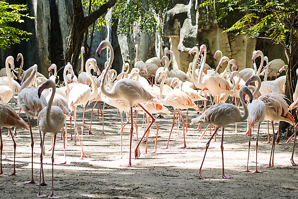 포토 JPG 해외이미지 동물 야생동물 분홍색 여행 태국 자연 조류 서기 사람없음 빨간색 물 흰색 연못 그룹 플라밍고 깃털 내추럴 해외포토 자연요소 아시아 컬러 모션 생태계 파일형식 이미지허브