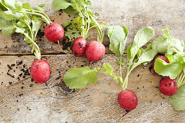 포토 JPG 해외이미지 잎 채소 탁자 사람없음 목재 초록색 흙 시골 신선 유기농 섬유 성분 내추럴 바이오 비타민C 총각무 해외포토 나무 식물 웰빙 컬러 가구 재료 직물 무 비타민 파일형식 이미지허브