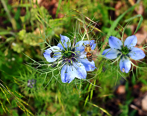 포토 JPG 해외이미지 식물 꽃잎 꽃 별 곤충 백그라운드 잎 밭 자연 사람없음 야외 파란색 머리 정원 봄 활발 안개 성장 벚꽃 개화 벌레 묘사 개미 해외포토 자연요소 동물 계절 컬러 컨셉 농업 날씨 신체부위 생태계 파일형식 이미지허브