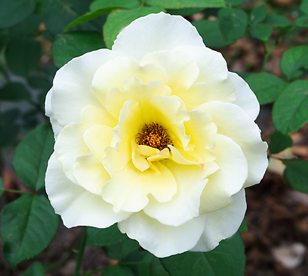 포토 JPG 해외이미지 식물 1 디자인 꽃잎 꽃 줄기 꽃다발 결혼 백그라운드 꽃무늬 자연 휴가 발렌타인데이 선물 사랑 사람없음 장식 초록색 빛 장미 벚꽃 흰색 신선 오픈 신용카드 닫기 싱글 부드러움 고립 스타일 해외포토 감정 컬러 무늬 모션 데이이벤트 이벤트 금융 감각 생태계 파일형식 이미지허브