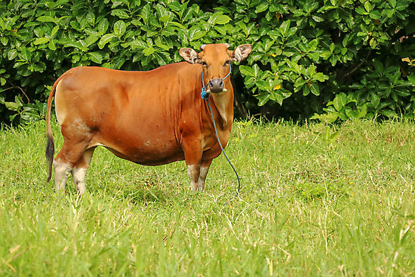 포토 JPG 해외이미지 동물 백그라운드 밭 농업 포유류 자연 하늘 풍경 사람없음 초록색 여름 파란색 농장 농경지 마을 농사 맑음 검은색 가축 봄 목장 소고기 우유 흰색 시골 신선 소 군중 방목 땅 먹기 허브 황소 송아지 밭일 찰과상 목가 해외포토 식물 계절 산업 새끼 컬러 모션 날씨 유제품 육류 사람 축산업 상처 생태계 파일형식 이미지허브