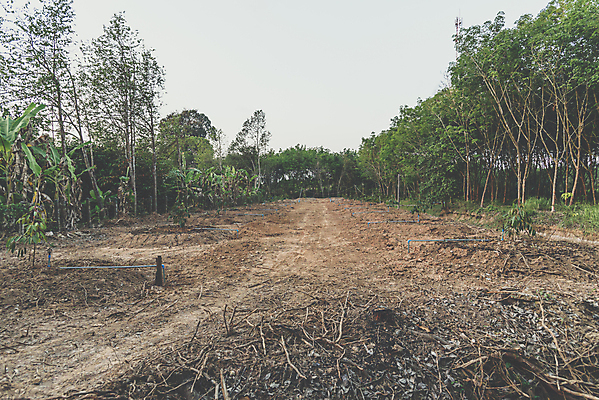 포토 JPG 해외이미지 나무 식물 계절 아시아 음식 잎 농업 과일 태국 자연 건강 씨앗 동양인 풍경 사람없음 초록색 여름 농장 노란색 환경 정원 주스 수확 성장 시골 신선 못 달콤 왕 유기농 원예 날것 내추럴 모종 묘목 이국적 인기 해외포토 웰빙 나라 산업 음료 컬러 인종 취미 공구 맛 생태계 파일형식 이미지허브