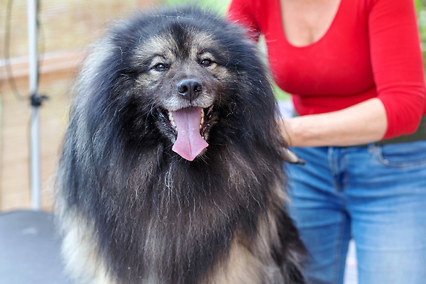 포토 JPG 해외이미지 한마리 여자 실내 한명 상반신 성인 앞모습 아웃포커스 반려동물 개 돌봄 애견미용 애견미용사 성인여자한명만 해외포토 동물 1 뷰포인트 포유류 모션 촬영기법 사람 내부 뷰티 미용사 여자한명만 성인여자만 파일형식 이미지허브