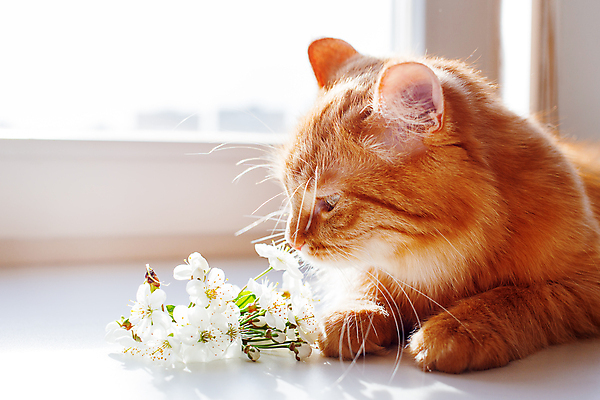 포토 JPG 해외이미지 한마리 꽃 엎드리기 창문 실내 사람없음 반려동물 고양이 향기 반려묘 해외포토 식물 동물 1 포유류 모션 내부 냄새 파일형식 이미지허브