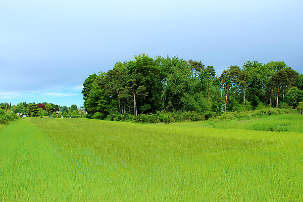 포토 JPG 해외이미지 나무 식물 구름 계절 음식 백그라운드 밭 농업 자연 하늘 옥수수 사람없음 초록색 농작물 농장 머리 봄 성장 낟알 시리얼 밀 질감 보리 귀 스파이크 폭풍우 해외포토 자연요소 산업 컬러 곡류 신체부위 비_날씨 자연재해 생태계 파일형식 이미지허브