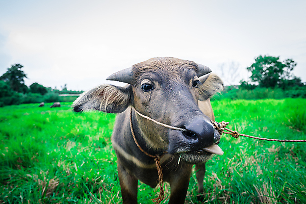 포토 JPG 해외이미지 동물 공원 남자 아시아 음식 여행 백그라운드 밭 농업 포유류 태국 자연 밥 뿔 동양인 풍경 사람없음 야외 초록색 여름 농장 갈색 머리 환경 검은색 힘 시골 막대기 소 보호 방목 혀 지역 진흙 무거움 내추럴 밭일 전국 해외포토 계절 공공시설 나라 산업 컬러 컨셉 사람 인종 신체부위 입 무게 축산업 생태계 파일형식 이미지허브