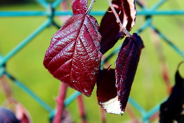 포토 JPG 해외이미지 잎 겨울 숙이기 사람없음 빨간색 울타리 보라색 가을 닫기 시들음 해외포토 식물 계절 컬러 포즈 모션 담장 파일형식 이미지허브