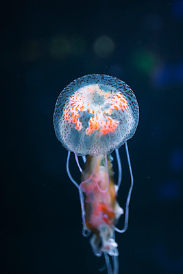 포토 JPG 해외이미지 한마리 분홍색 사람없음 바닷속 수중동물 자포동물 해파리 해외포토 동물 1 컬러 수중 파일형식 이미지허브