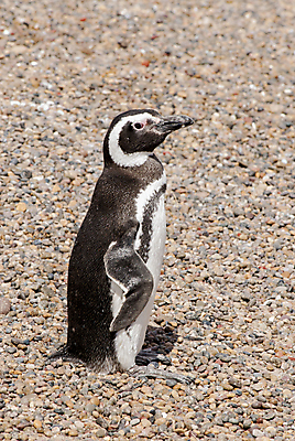 포토 JPG 해외이미지 동물 공원 야생동물 바다 섬 여행 백그라운드 가족 자연 조류 사람없음 검은색 미국 흰색 그룹 둥지 남극 사파리 펭귄 칠레 남쪽 아르헨티나 내추럴 식민지 전국 해외포토 공공시설 컬러 북아메리카 관계 남아메리카 극지방 방향 생태계 파일형식 이미지허브