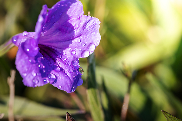 포토 JPG 해외이미지 식물 디자인 계절 꽃잎 꽃 분홍색 꽃다발 백그라운드 꽃무늬 패턴 자연 사람없음 초록색 컬러풀 보라색 봄 성장 벚꽃 신선 질감 만들기 내추럴 해외포토 컬러 무늬 모션 생태계 파일형식 이미지허브