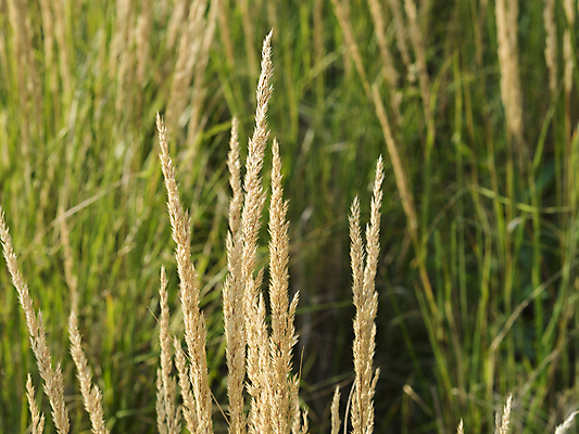포토 JPG 해외이미지 식물 디자인 계절 꽃 음식 줄기 백그라운드 잎 꽃무늬 패턴 밭 자연 건조 잔디 사람없음 야외 장식 초록색 빛 농작물 농장 노란색 환경 정원 봄 수확 성장 흰색 황금 볏짚 큼 밀 유기농 질감 밀짚 내추럴 호밀 해외포토 웰빙 컬러 무늬 농업 곡류 짚 크기 생태계 파일형식 이미지허브