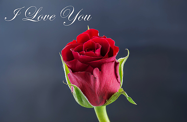 포토 JPG 해외이미지 꽃잎 꽃 백그라운드 꽃무늬 자연 발렌타인데이 사랑 사람없음 장식 빨간색 장미 검은색 벚꽃 신선 오픈 심볼 싱글 열정 고립 해외포토 식물 감정 컬러 무늬 데이이벤트 생태계 파일형식 이미지허브