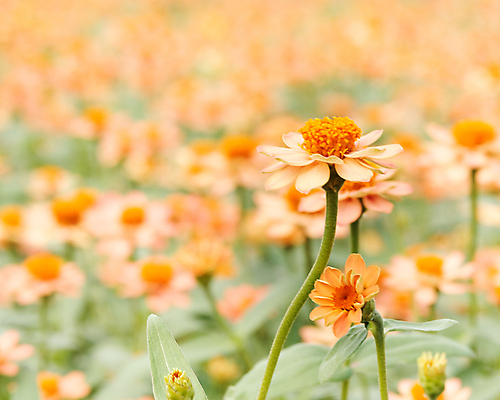 포토 JPG 해외이미지 식물 계절 꽃잎 꽃 줄기 꽃다발 백그라운드 꽃무늬 밭 농업 오렌지 자연 바람 추상 휴식 씨앗 사람없음 초록색 파란색 빛 농장 정원 봄 성장 벚꽃 나뭇가지 개화 보호 편안함 다발 향기 냄새 아로마 꽃가루 아로마테라피 꽃수술 떠남 블러 해외포토 자연요소 나무 산업 컬러 컨셉 무늬 과일 모션 날씨 감각 가루 생태계 테라피 파일형식 이미지허브