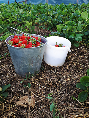 포토 JPG 해외이미지 나무 식물 계절 열매 음식 백그라운드 밭 과일 자연 탁자 딸기 건강 요리 사람없음 목재 빨간색 초록색 태양 노란색 금속 정원 요리사 기쁨 수확 기구 침대 신선 시장 달콤 큼 양동이 오브젝트 유기농 원예 질감 날것 바이오 생태학 숙성 채식주의자 해외포토 자연요소 직업 웰빙 교육 감정 컬러 가구 농업 재료 재질 취미 맛 크기 생태계 채식 파일형식 이미지허브