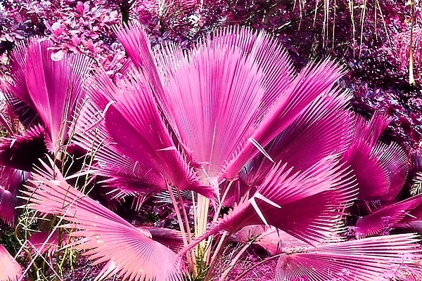 포토 JPG 해외이미지 분홍색 사람없음 야외 야자수 세이셸 야자수잎 해외포토 나무 컬러 잎 아프리카 파일형식 이미지허브