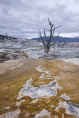 포토 JPG 해외이미지 나무 식물 공원 자연 아침 국립공원 풍경 사람없음 빨간색 물 컬러풀 노란색 미국 봄 흰색 뜨거움 냄비 수증기 당구 분수 멸종위기동물 내추럴 축적 매머드 옛날 와이오밍 전국 지열 지질학 충실 칼슘 막 해외포토 주간 자연요소 동물 계절 공공시설 교육 컬러 북아메리카 구기 솥 생태계 파일형식 멸종위기종 이미지허브