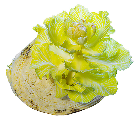 포토 JPG 해외이미지 식물 음식 백그라운드 잎 채소 자연 새로움 건조 씨앗 사람없음 초록색 갈색 노란색 새싹 봄 양배추 시들음 내추럴 곰팡이 옛날 지하실 해외포토 계절 컬러 컨셉 생태계 파일형식 이미지허브