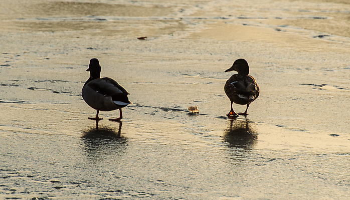 포토 JPG 해외이미지 동물 1 계절 공원 여자 호수 야생동물 백그라운드 겨울 발 자연 조류 오리 사랑 사람 사람없음 야외 물 파란색 강 갈색 믿음 냉동 얼음 추위 흰색 연못 깃털 부리 물새 청둥오리 내추럴 해외포토 자연요소 공공시설 감정 컬러 신체부위 생태계 파일형식 이미지허브