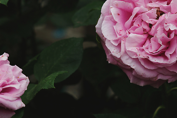 포토 JPG 해외이미지 식물 꽃잎 꽃 분홍색 꽃다발 자연 발렌타인데이 사랑 사람없음 장식 초록색 컬러풀 장미 머리 보라색 어둠 활발 성장 벚꽃 신선 신용카드 그룹 우아함 자주색 묘사 원예 질감 향기 엽서 아로마 부드러움 강렬 작약 취급주의 파스텔톤 해외포토 감정 컬러 컨셉 데이이벤트 경고 취미 신체부위 금융 감각 편지 생태계 냄새 파일형식 이미지허브