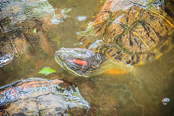 포토 JPG 해외이미지 동물 얼굴 야생동물 패턴 파충류 자연 생물 사람없음 빨간색 반려동물 머리 껍질 연못 행운 거북이 보호 습지 작음 눈금 꼬리 귀 방패 게으름 생태학 이국적 집게발 해외포토 교육 컬러 컨셉 무늬 신체부위 크기 생태계 파일형식 이미지허브