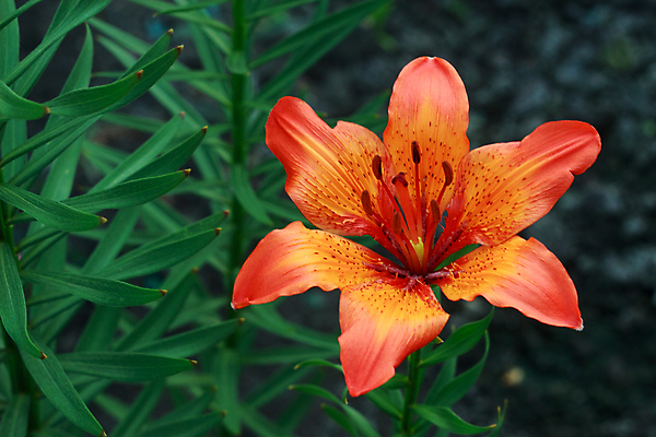 포토 JPG 해외이미지 식물 꽃잎 꽃 줄기 꽃다발 백그라운드 잎 오렌지 자연 3 사람없음 야외 장식 빨간색 초록색 새싹 정원 벚꽃 호랑이 6 원예 꽃가루 강렬 꽃수술 해외포토 컬러 과일 포유류 취미 숫자 가루 생태계 파일형식 이미지허브