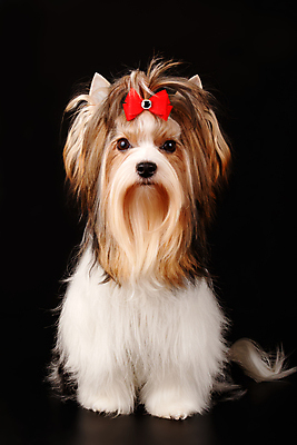 포토 JPG 해외이미지 나무 동물 1 행복 새끼 백그라운드 크리스마스 공 휴가 새로움 털 사람없음 장식 빨간색 반려동물 산타클로스 귀여움 검은색 거울 흰색 개 달콤 강아지 작음 샴페인 요크셔테리어 테리어 연도 활 솜털 송곳니 기르기 비버 삼색 해외포토 식물 기념일 감정 컬러 컨셉 포유류 주류 맛 치아 크기 돌봄 파일형식 이미지허브