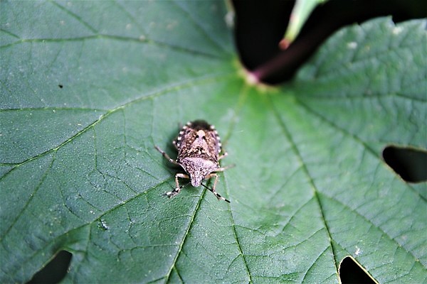 포토 JPG 해외이미지 동물 야생동물 곤충 잎 자연 사람없음 야외 초록색 닫기 해충 벌레 동물상 해외포토 식물 컬러 모션 조형물 생태계 파일형식 이미지허브